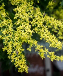 10 Dwarf Golden Rain Tree Seeds - Koelreuteria Paniculata Nana Yellow Flower Seeds - Image 9