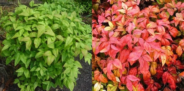 10 Dwarf Nandina Firepower Live Plants – 2.5" Pot, 4-6" Tall Shrub - Image 2