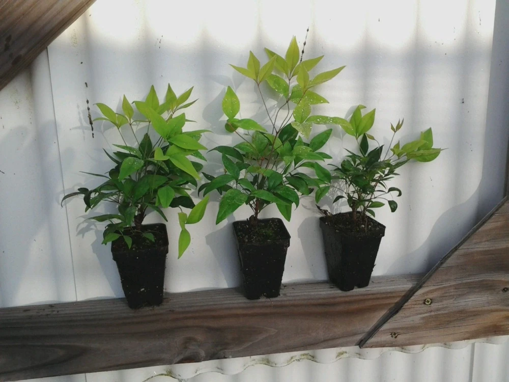 10 Dwarf Nandina Firepower Live Plants – 2.5" Pot, 4-6" Tall Shrub - Image 3