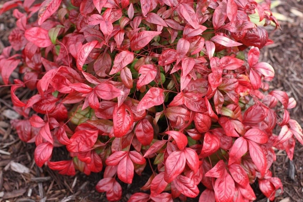 10 Dwarf Nandina Firepower Live Plants – 2.5" Pot, 4-6" Tall Shrub - Image 4