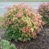 10 Dwarf Nandina Firepower Live Plants – 2.5" Pot, 4-6" Tall Shrub - Image 1