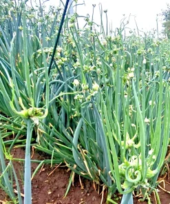 10 Egyptian Walking Onion Top Sets - Perennial Multiplier Tree Onion Allium - Image 2
