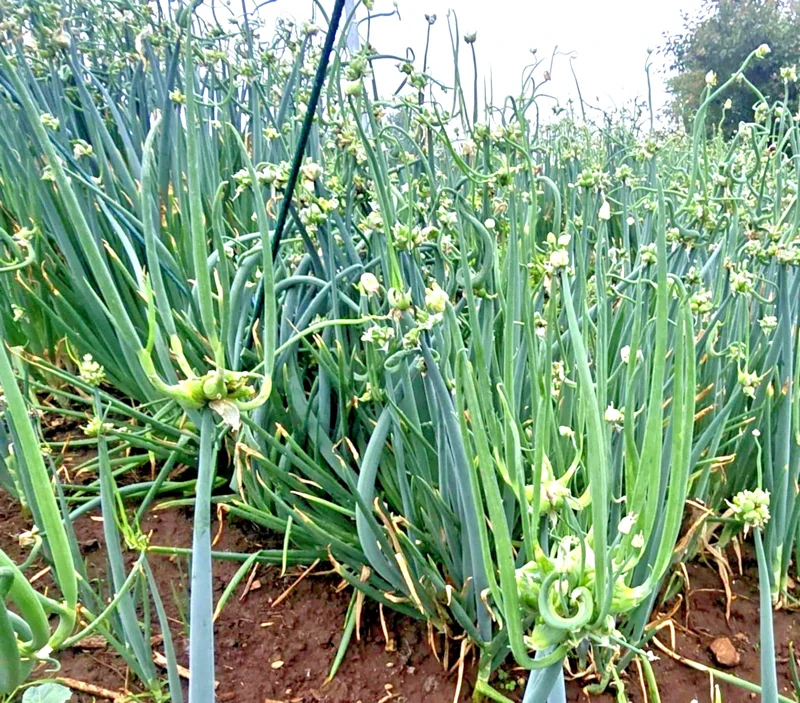10 Egyptian Walking Onion Top Sets - Perennial Multiplier Tree Onion Allium - Image 2