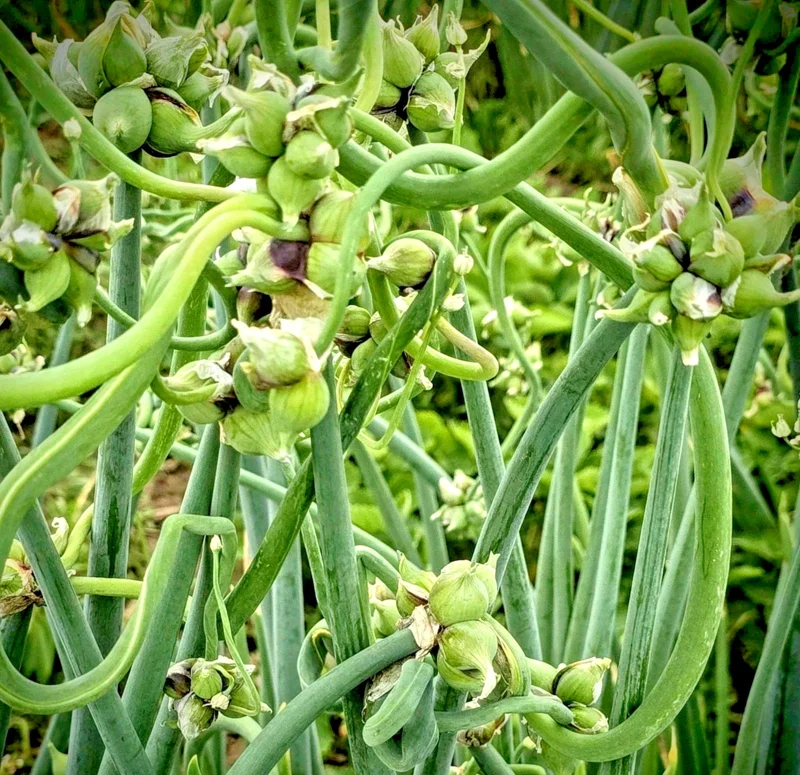 10 Egyptian Walking Onion Top Sets - Perennial Multiplier Tree Onion Allium - Image 3
