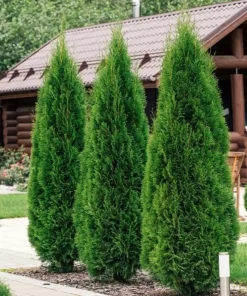 10 Emerald Green Arborvitae Live Plants 6-12