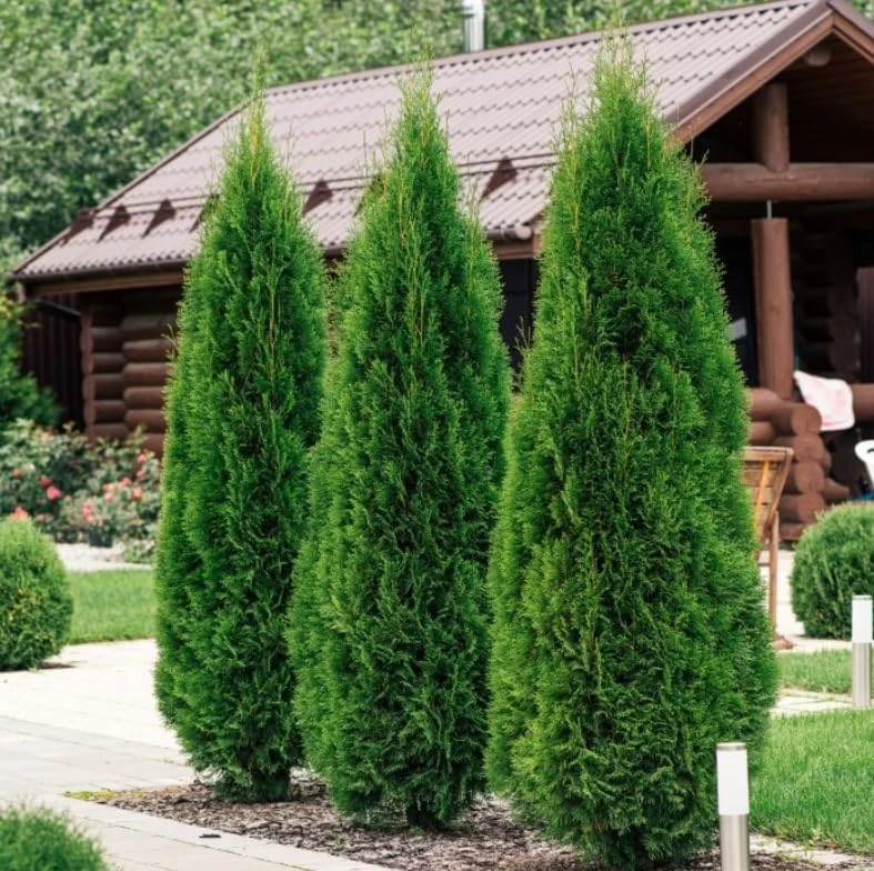 10 Emerald Green Arborvitae Live Plants 6-12" Tall - Outdoor Privacy Trees - Image 1