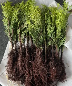 10 Emerald Green Arborvitae Live Plants 6-12" Tall - Outdoor Privacy Trees - Image 2