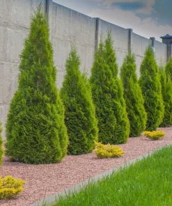10 Emerald Green Arborvitae Live Plants 6-12