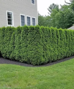 10 Emerald Green Arborvitae Live Plants 6-12