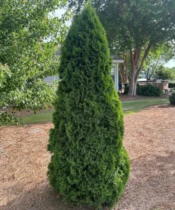 10 Emerald Green Arborvitae Live Plants 6-12