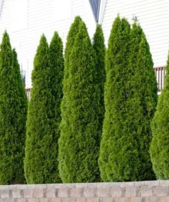 10 Emerald Green Arborvitae Live Plants 6-12