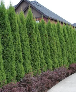 10 Emerald Green Arborvitae Live Plants 6-12