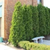 10 Emerald Green Arborvitae Live Plants - Thuja occidentalis - 2.5" Pot, 6-12" Tall, Zone 3-7 - Image 1