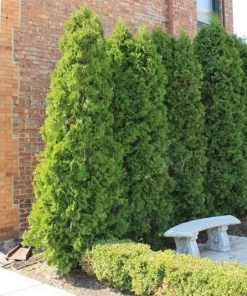 10 Emerald Green Arborvitae Live Plants - Thuja occidentalis - 2.5