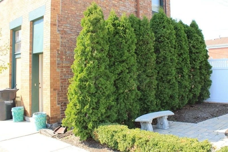 10 Emerald Green Arborvitae Live Plants - Thuja occidentalis - 2.5" Pot, 6-12" Tall, Zone 3-7 - Image 1