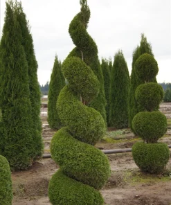 10 Emerald Green Arborvitae Live Plants - Thuja occidentalis - 2.5