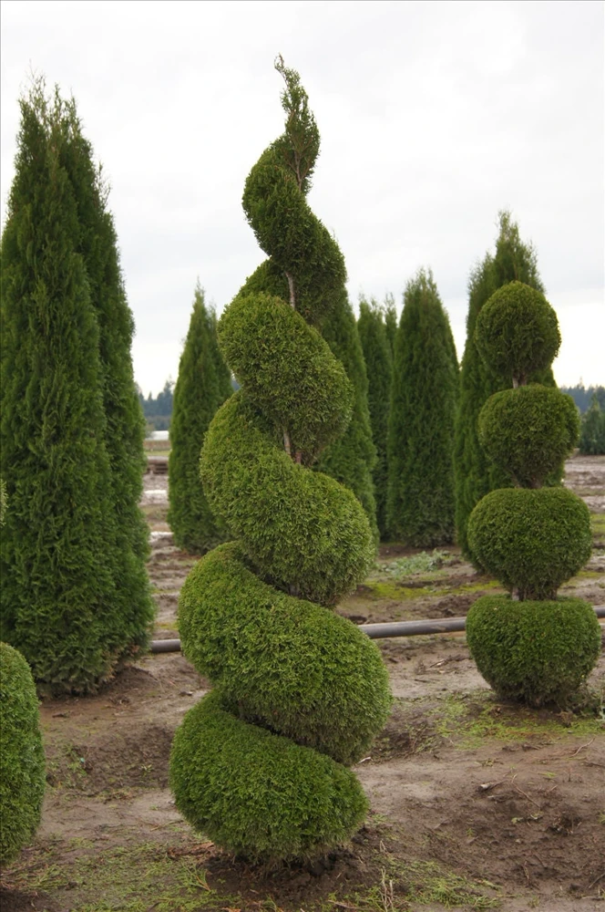 10 Emerald Green Arborvitae Live Plants - Thuja occidentalis - 2.5" Pot, 6-12" Tall, Zone 3-7 - Image 2