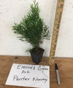 10 Emerald Green Arborvitae Live Plants - Thuja occidentalis - 2.5
