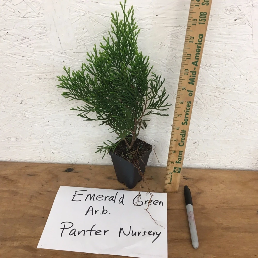 10 Emerald Green Arborvitae Live Plants - Thuja occidentalis - 2.5" Pot, 6-12" Tall, Zone 3-7 - Image 3
