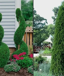 10 Emerald Green Arborvitae Live Plants - Thuja occidentalis - 2.5