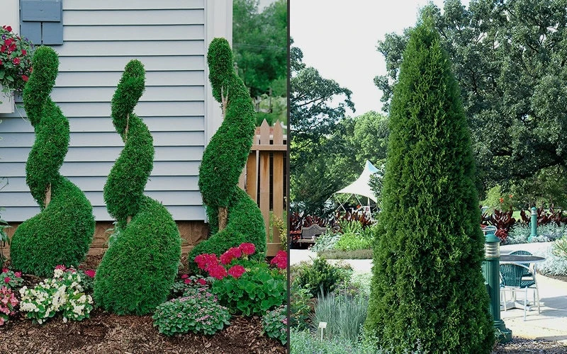 10 Emerald Green Arborvitae Live Plants - Thuja occidentalis - 2.5" Pot, 6-12" Tall, Zone 3-7 - Image 4