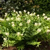 10 False Solomon's Seal Flower Seeds - Maianthemum Racemosum White - Image 1