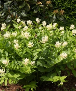 10 False Solomon's Seal Flower Seeds - Maianthemum Racemosum White - Image 1