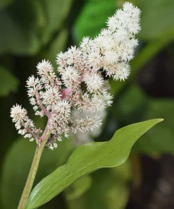 10 False Solomon's Seal Flower Seeds - Maianthemum Racemosum White - Image 10