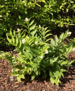 10 False Solomon's Seal Flower Seeds - Maianthemum Racemosum White - Image 11