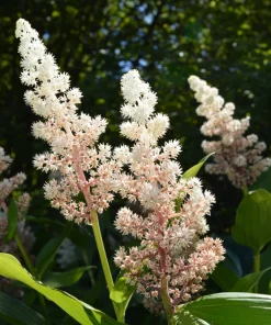 10 False Solomon's Seal Flower Seeds - Maianthemum Racemosum White - Image 2
