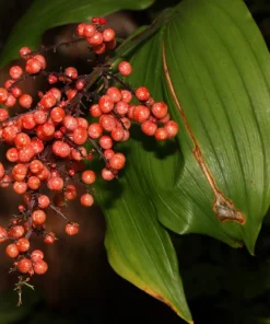 10 False Solomon's Seal Flower Seeds - Maianthemum Racemosum White - Image 3