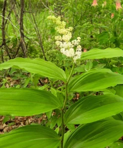 10 False Solomon's Seal Flower Seeds - Maianthemum Racemosum White - Image 4