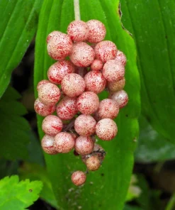 10 False Solomon's Seal Flower Seeds - Maianthemum Racemosum White - Image 5