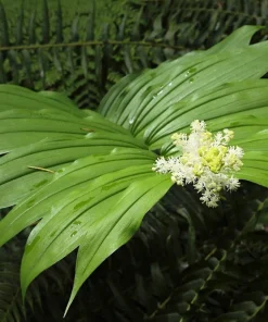 10 False Solomon's Seal Flower Seeds - Maianthemum Racemosum White - Image 6