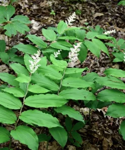 10 False Solomon's Seal Flower Seeds - Maianthemum Racemosum White - Image 7