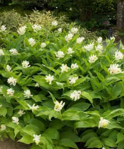 10 False Solomon's Seal Flower Seeds - Maianthemum Racemosum White - Image 8