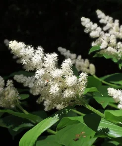 10 False Solomon's Seal Flower Seeds - Maianthemum Racemosum White - Image 9