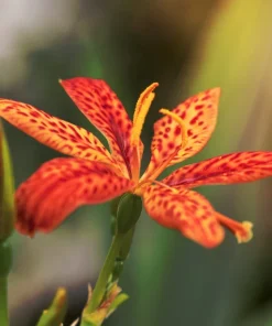 10 Freckleface Blackberry Lily Seeds - Belamcanda Chinensis Leopard Iris Flower - Image 10