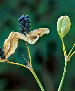 10 Freckleface Blackberry Lily Seeds - Belamcanda Chinensis Leopard Iris Flower - Image 11