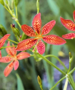 10 Freckleface Blackberry Lily Seeds - Belamcanda Chinensis Leopard Iris Flower - Image 2