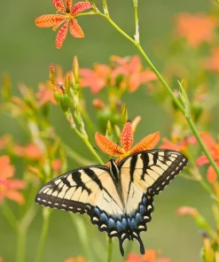 10 Freckleface Blackberry Lily Seeds - Belamcanda Chinensis Leopard Iris Flower - Image 4