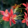 10 Freckleface Blackberry Lily Seeds - Belamcanda Chinensis Leopard Iris Flower - Image 1