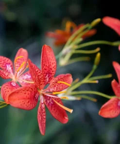 10 Freckleface Blackberry Lily Seeds - Belamcanda Chinensis Leopard Iris Flower - Image 1