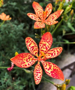 10 Freckleface Blackberry Lily Seeds - Belamcanda Chinensis Leopard Iris Flower - Image 5