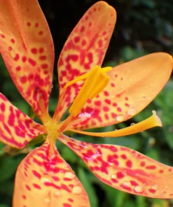 10 Freckleface Blackberry Lily Seeds - Belamcanda Chinensis Leopard Iris Flower - Image 6