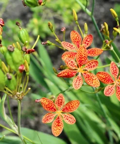 10 Freckleface Blackberry Lily Seeds - Belamcanda Chinensis Leopard Iris Flower - Image 7