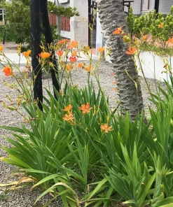 10 Freckleface Blackberry Lily Seeds - Belamcanda Chinensis Leopard Iris Flower - Image 8
