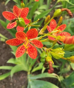 10 Freckleface Blackberry Lily Seeds - Belamcanda Chinensis Leopard Iris Flower - Image 9
