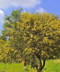10 Golden Mimosa Acacia Baileyana Seeds - Yellow Wattle Tree Flower Seeds - Image 10