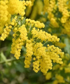 10 Golden Mimosa Acacia Baileyana Seeds - Yellow Wattle Tree Flower Seeds - Image 2